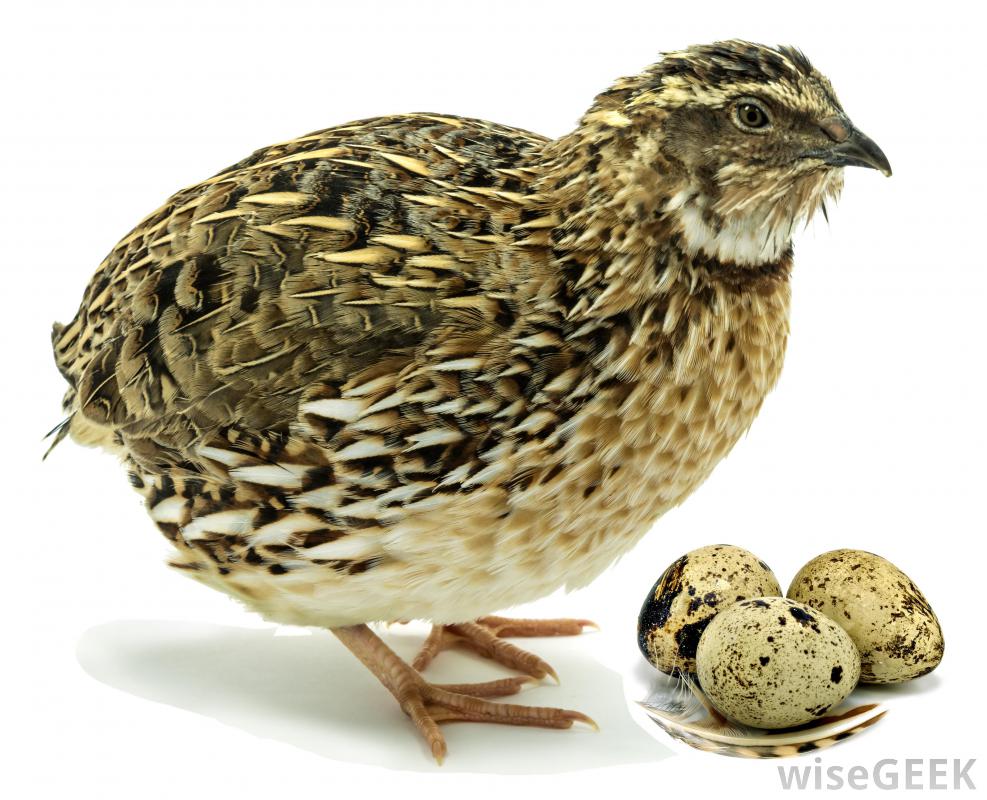 Bird In Everything Quail Bird Eggs