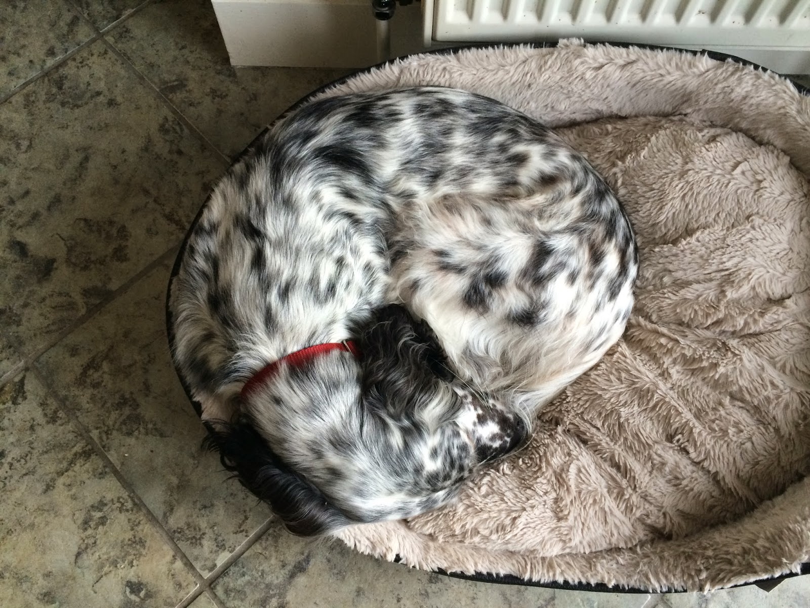 犬と星見る I Love うんこbox