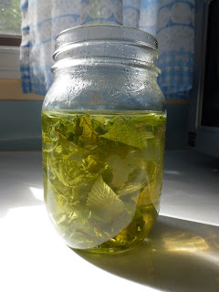 Steeping raspberry leaf tea