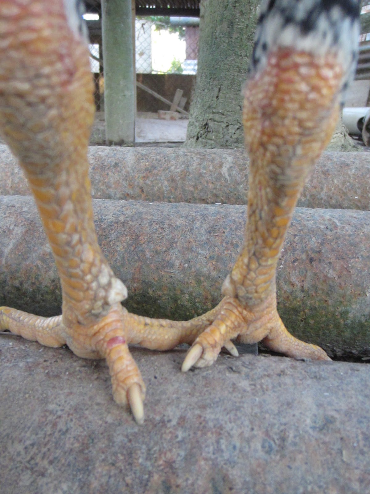 ayam sabung sabah BULU BURUNG HANTU KAKI BISA (NOT FOR SALE)