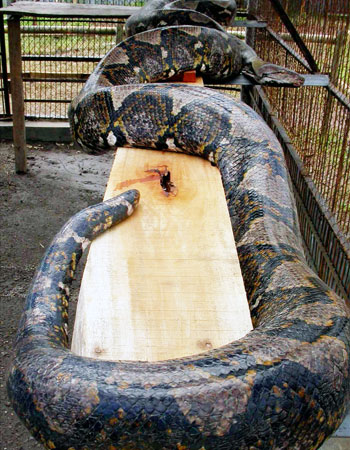 what is the largest anaconda ever recorded what is the largest anaconda ever recorded