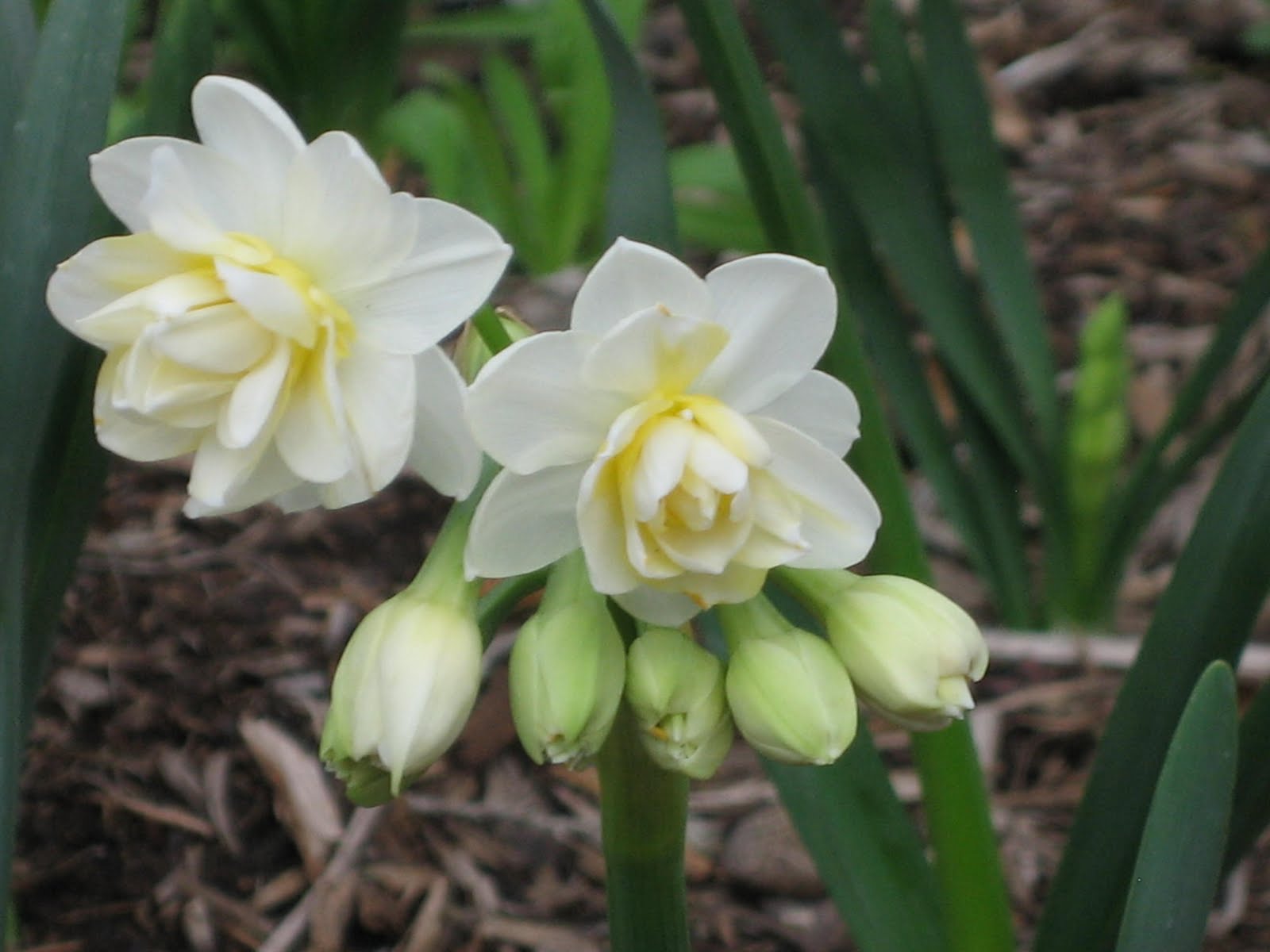 erlicheer daffodil
