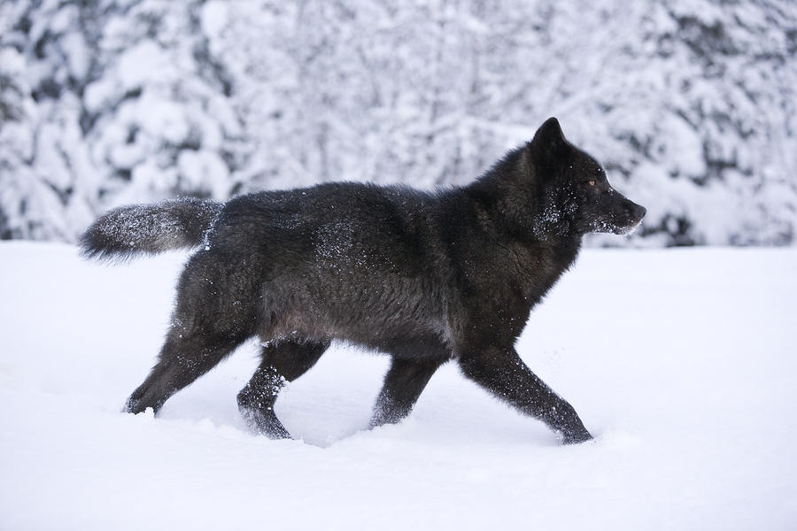 Black+Wolf+in+Snow+3.jpg