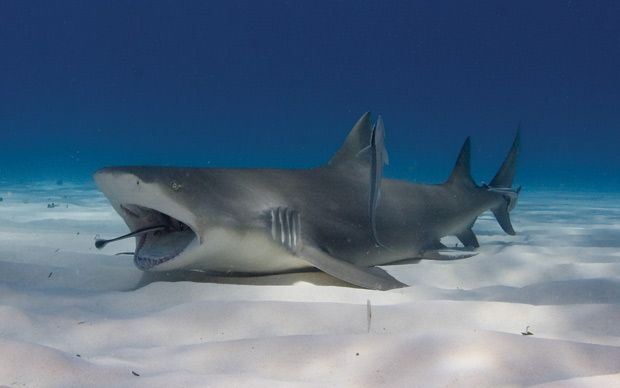 هل رأيت اسماك القرش عن قرب  Sharks+Close+Up+Pictures+%252812%2529