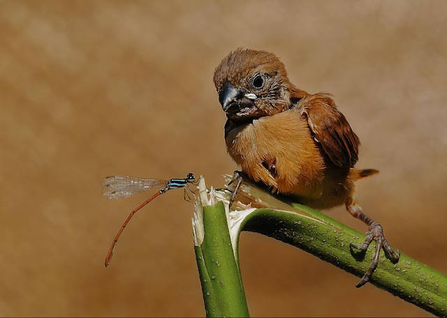 Cutest-Wild-Baby-Animals-CUTE+ANIMALS+PHOTOS+BABY+ANIMALS+BEAUTIFUL+ANIMALS+BEAUTIFUL+CATS+BEAUTIFUL+DOGS+ENJOY+FREEDOM+NATURE+suresh+koyal+picsvan.bl+(3).jpg