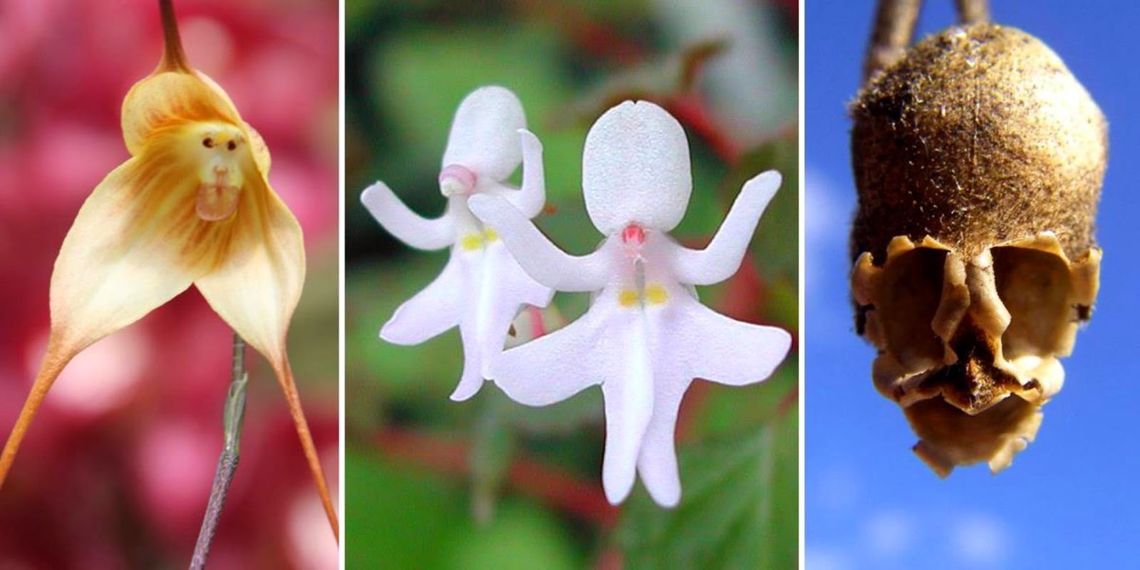 These 17 Flowers Look Like Something Else