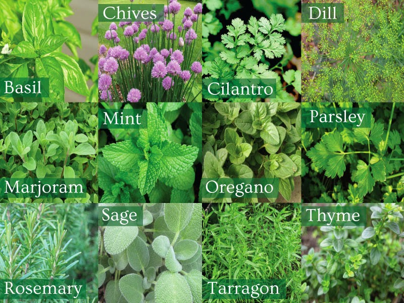 Pondering Darling How to make Herbal Infused Medicinal oils.