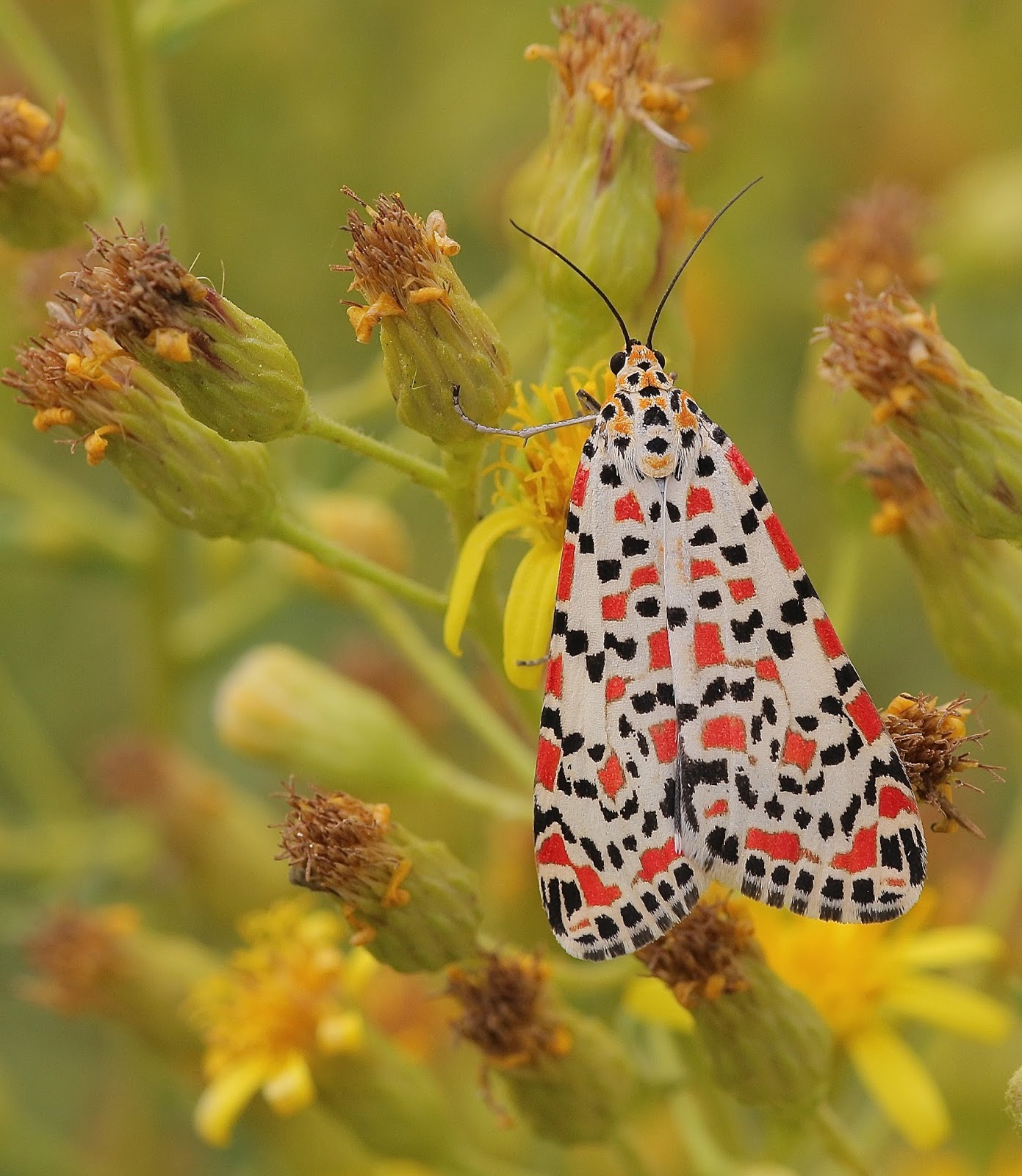 Butterflies of the UK. an insight into their lives Crimsonspeckled moth