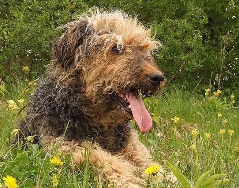 Animals Unique: Airedale Terrier Dog