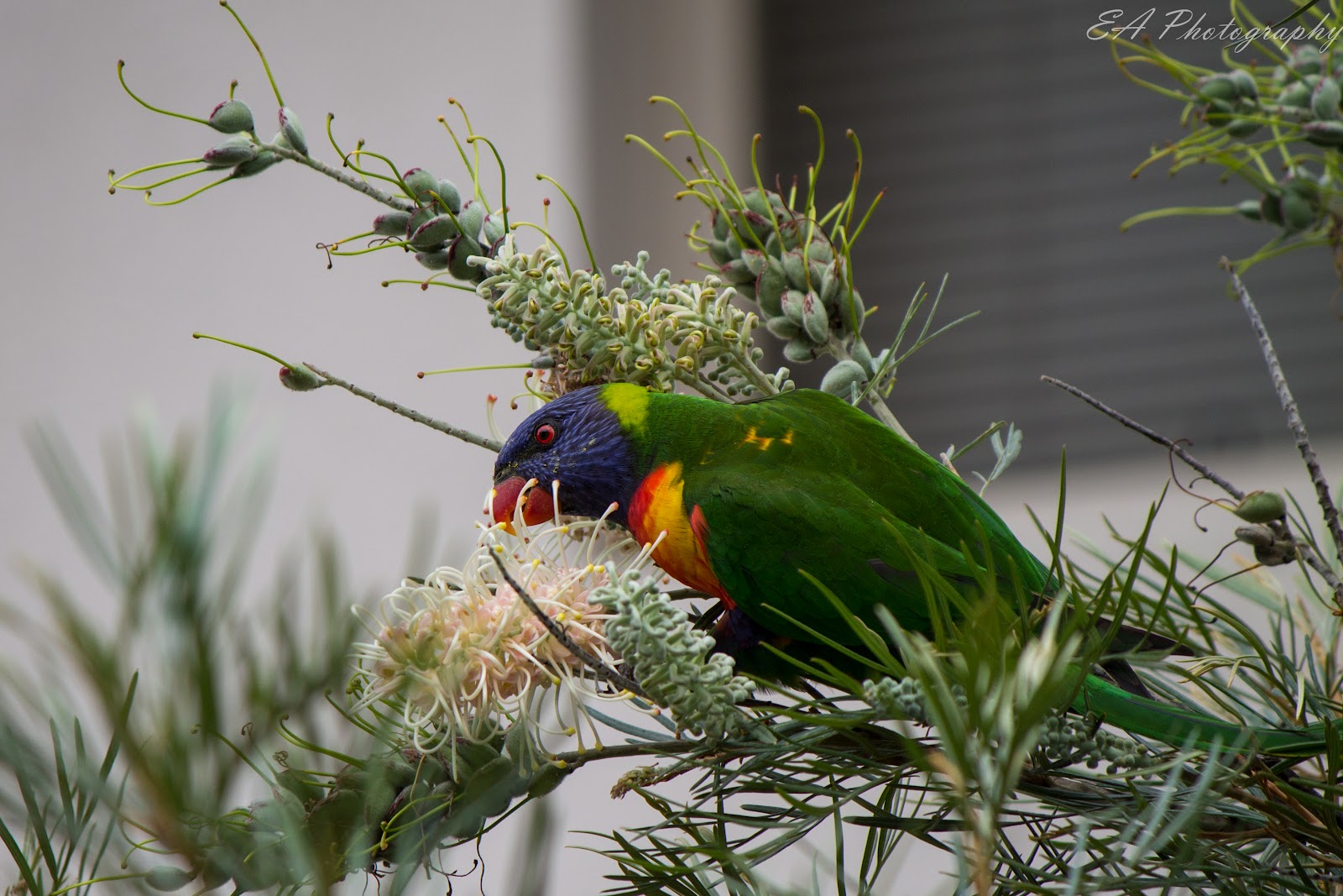 Honeyeater Bird