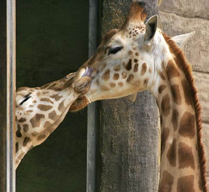 animal in love pictures