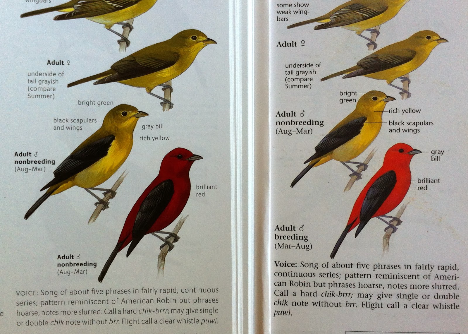 Arcticory THE SIBLEY GUIDE TO BIRDS 2ND EDITION arcticory-the-sibley-guide-to-birds-2nd-edition