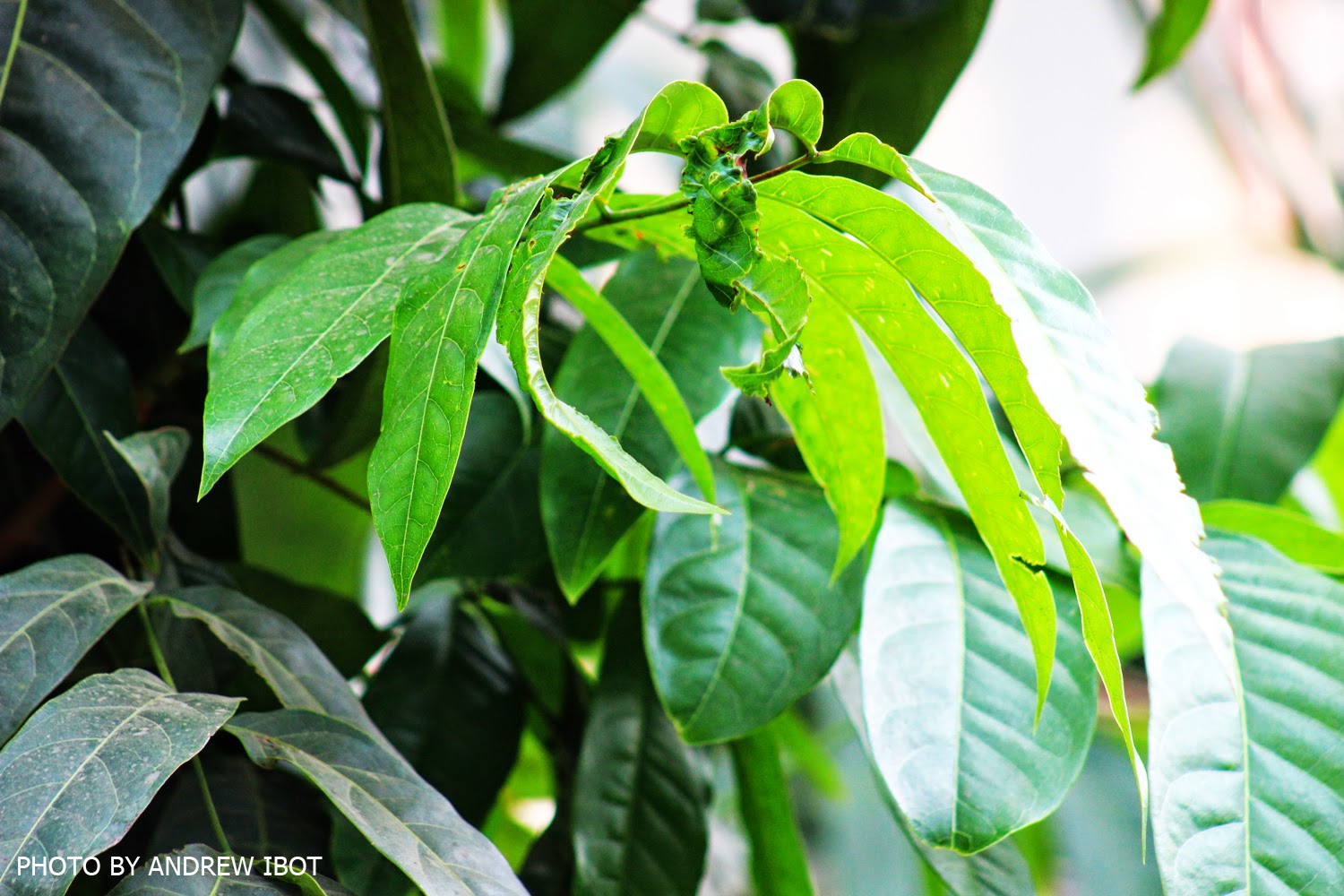 Ako si ANDREW IBOT! NiyogNiyogan