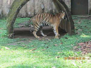 Sumatran tiger in small enclosure in Ragunan zoo.