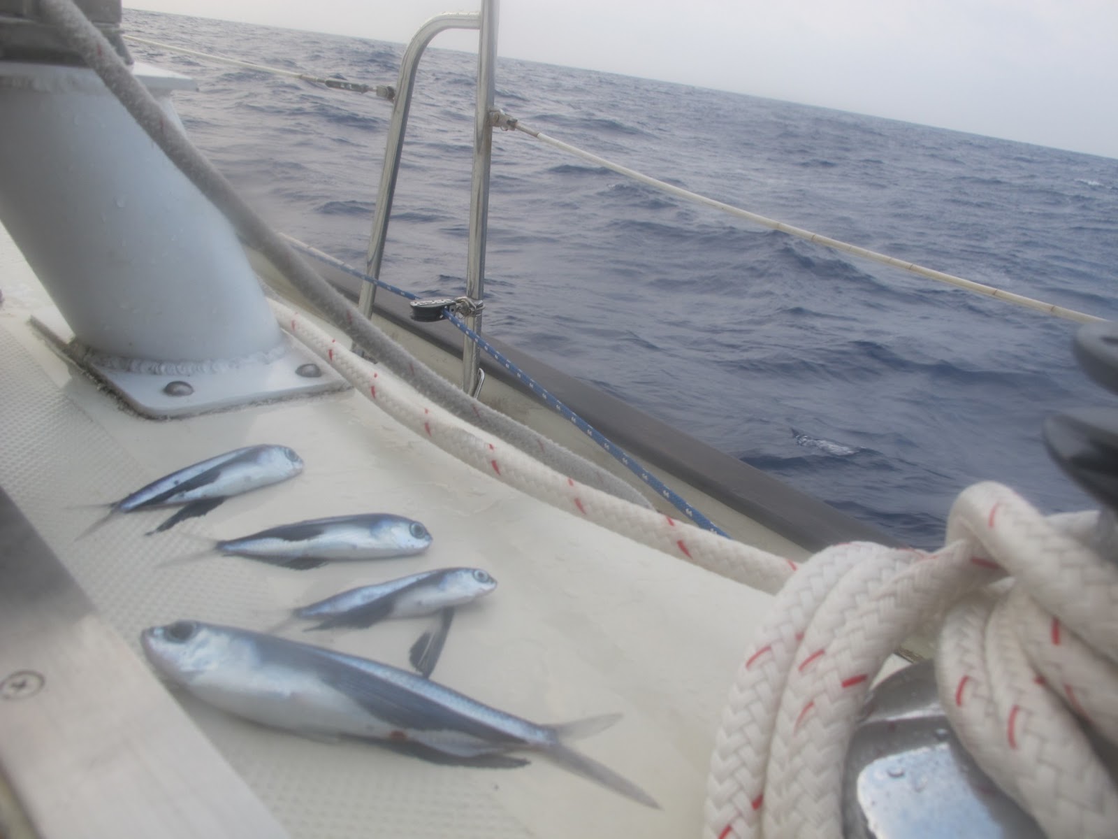 Voyage to the Sargasso Sea The Sargasso world's most mysterious sea