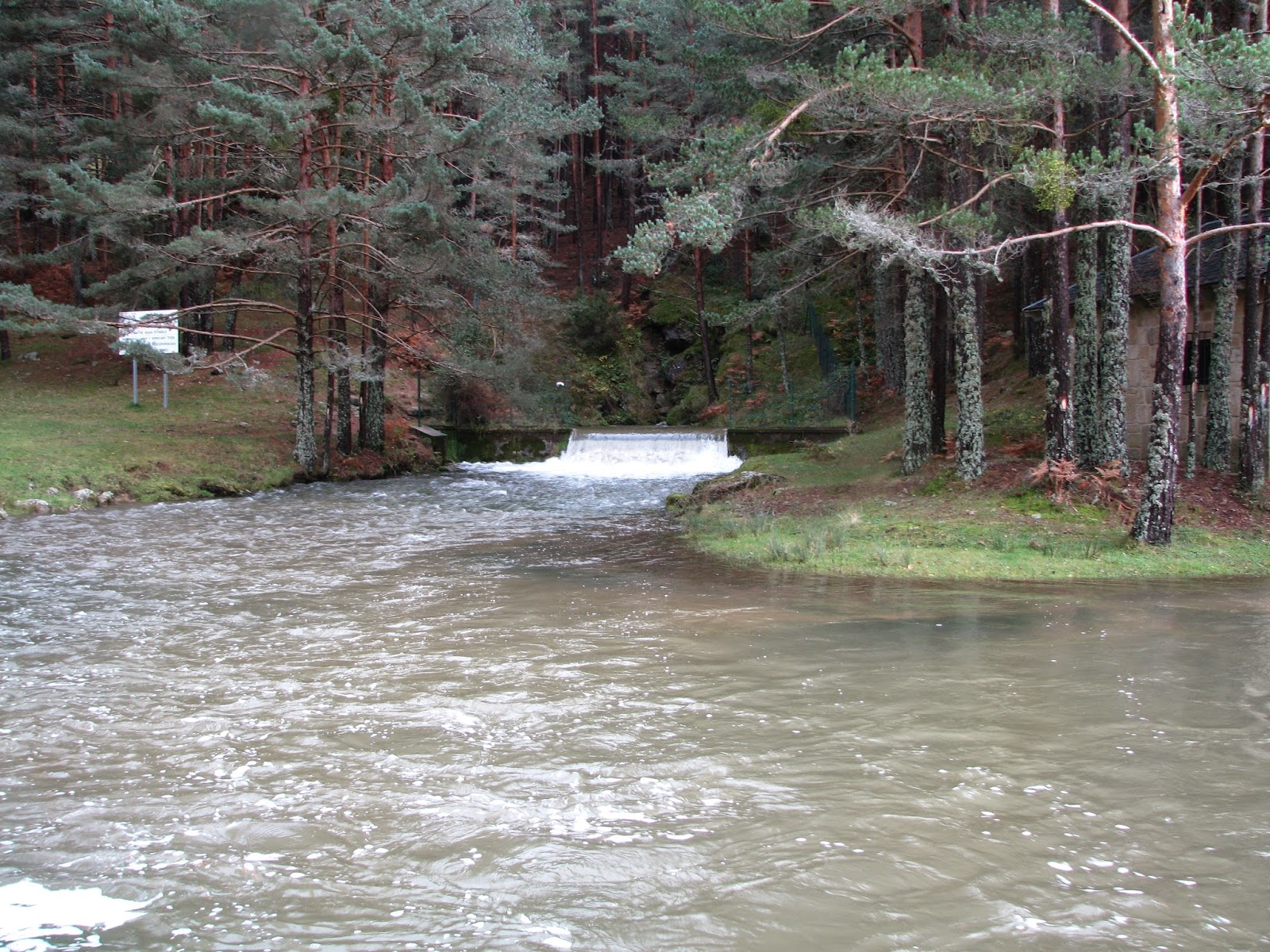 EL NIDO DE PINARES FUENTE SANZA. NACIMIENTO DEL RIO ARLANZA