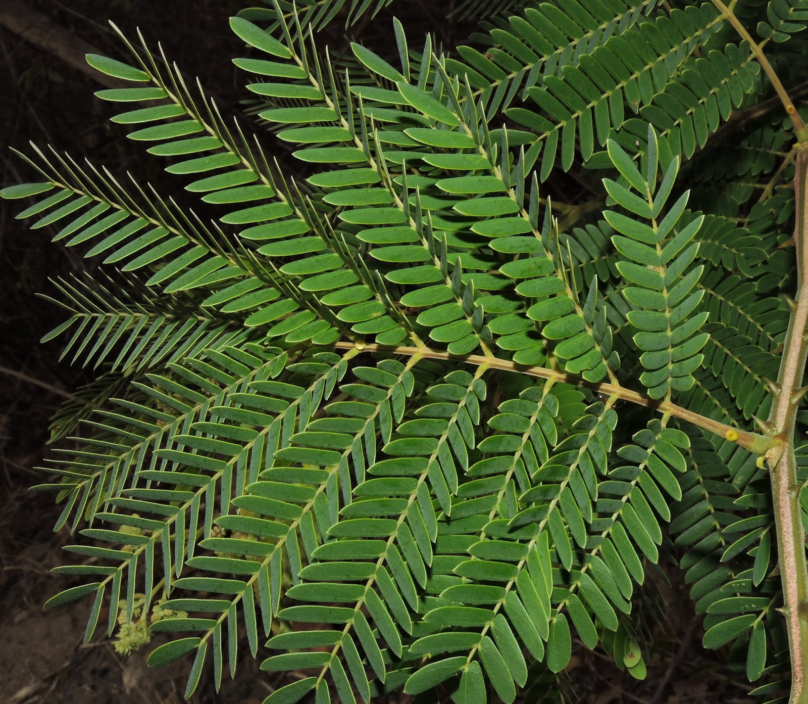 The Flowering plants Leguminosae Fabaceae Fabaceae Senegalia