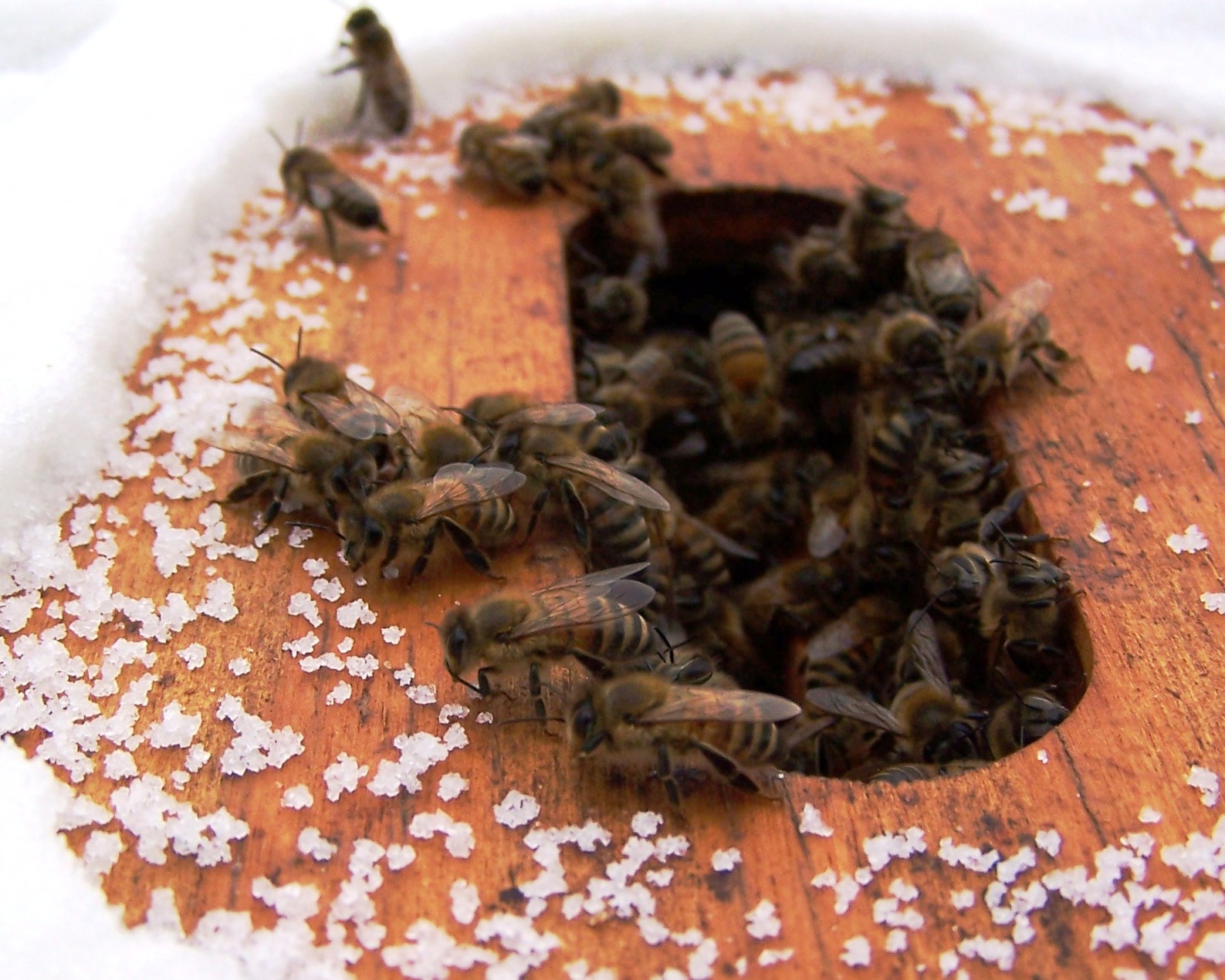 The Peace Bee Farmer Regulating Hive Temperature