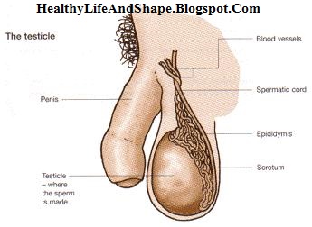 increase size of testicles ball in 2 week penis enlargement tips increase size