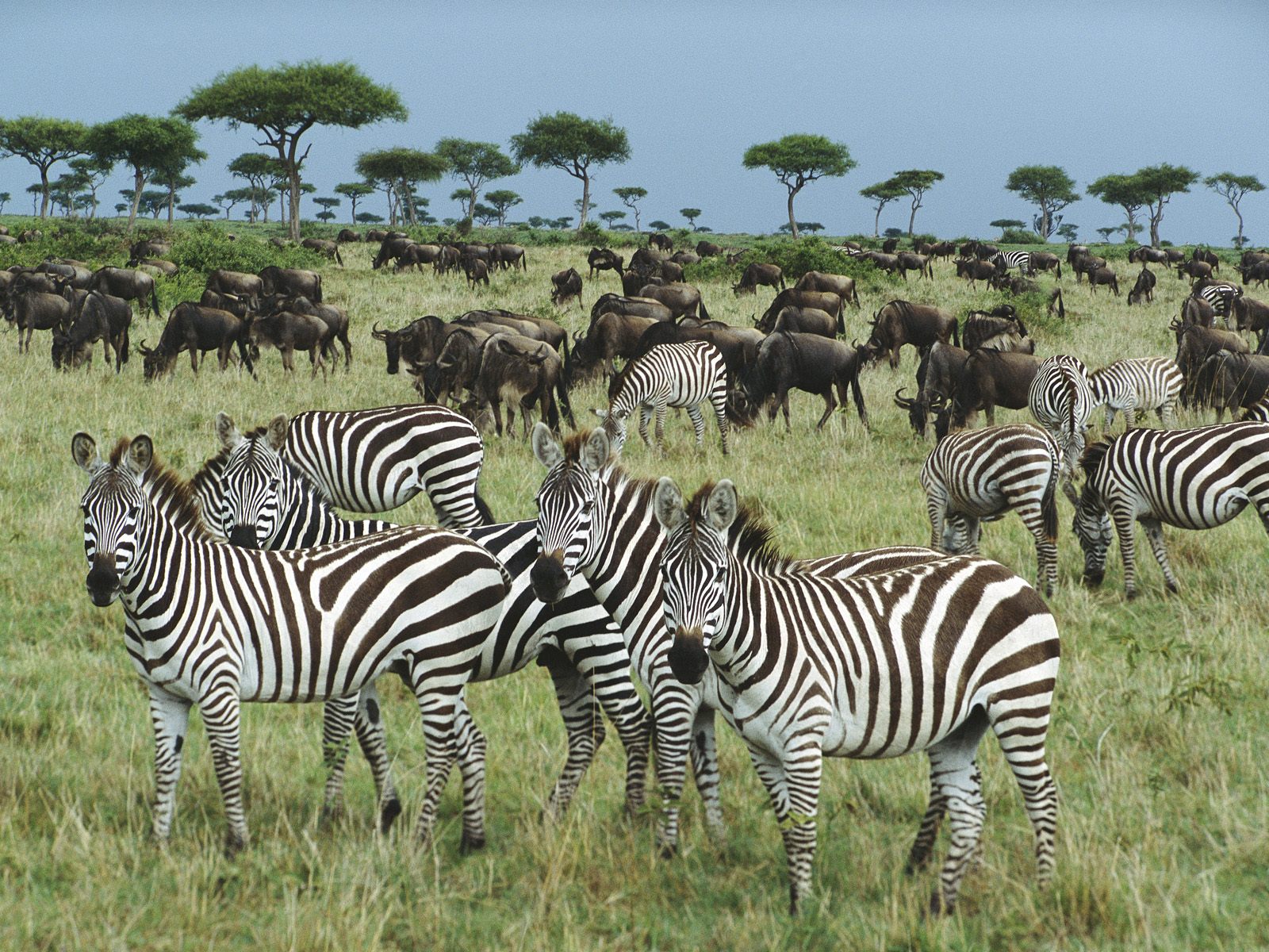 Zebras Animal Info And Pictures All Wildlife Photographs