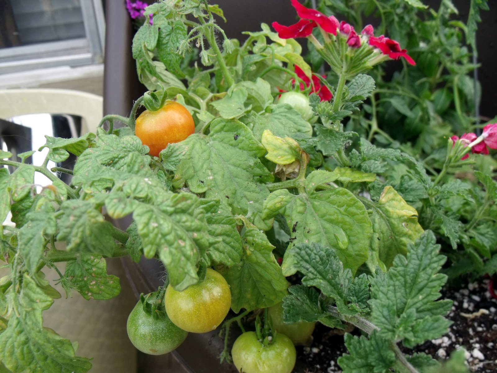 A Mellow Life is A Good Life&hellip;1 Tomatoes 05/11