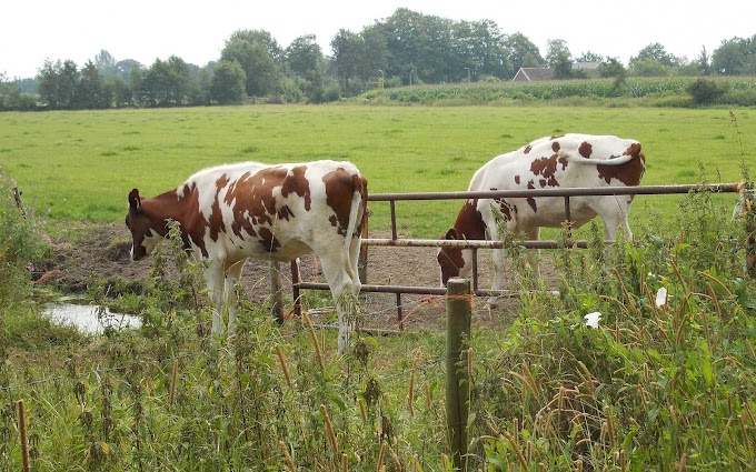 Roodbonte Friese koeien achtergrond