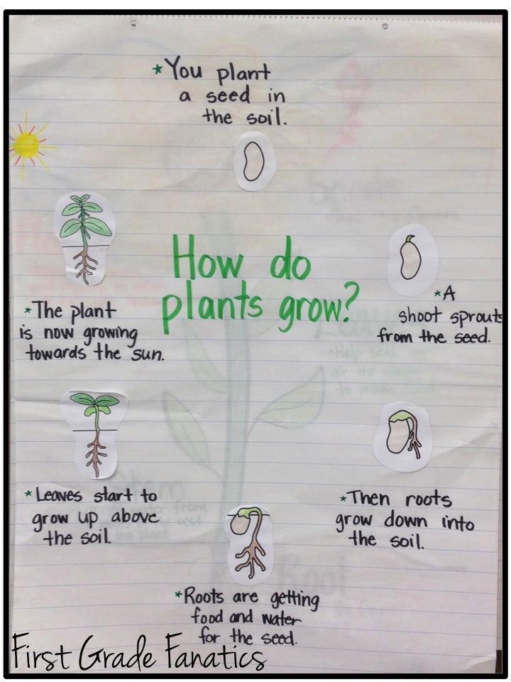 Plant Life Cycle Chart