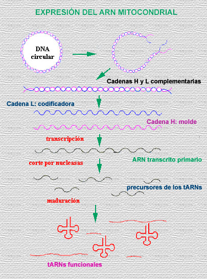 humanos con 3 cadenas de adn á ñ î î ó ï ð á â 182 182 182 182 3 2 3 adn mitocondrial humanos con 3 cadenas de adn á ñ î î ó ï ð á â 182 182 182 182 3 2 3 adn mitocondrial