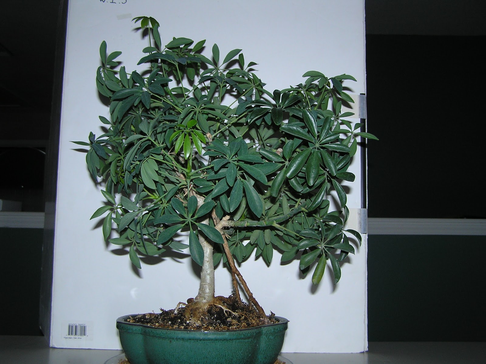 Capewood's Collections Umbrella Tree Bonsai