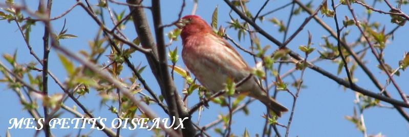 Mes petits oiseaux