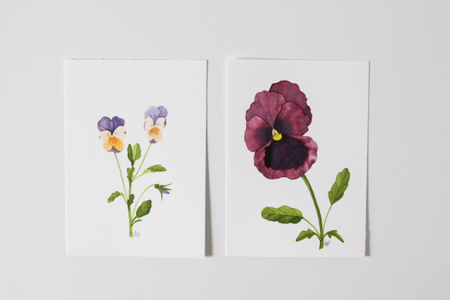violas, pansies, watercolor, botanical painting, Anne Butera, My Giant Strawberry