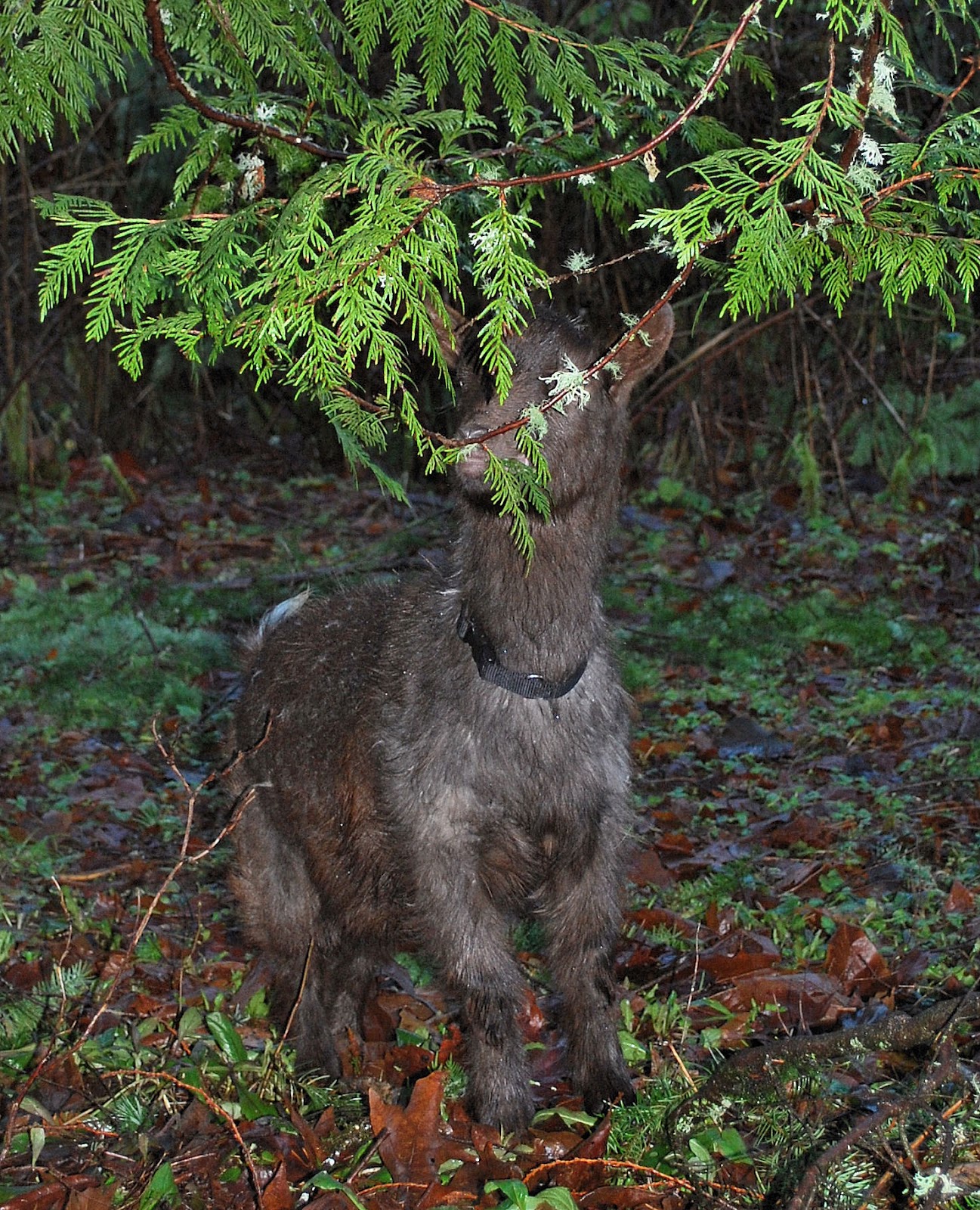 Twisted Fern Farm What My Goats Eat