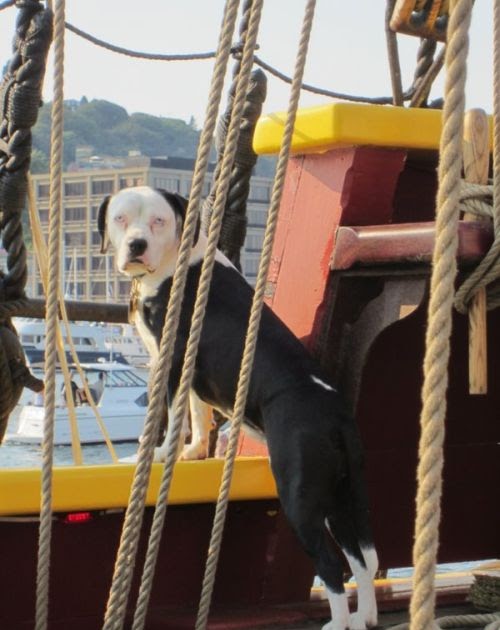 Pauline's Pirates & Privateers Booty Dog on Board