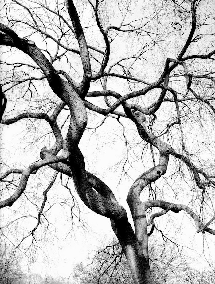 LOVENORDIC: TREE