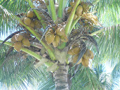 Zoom view of coconuts