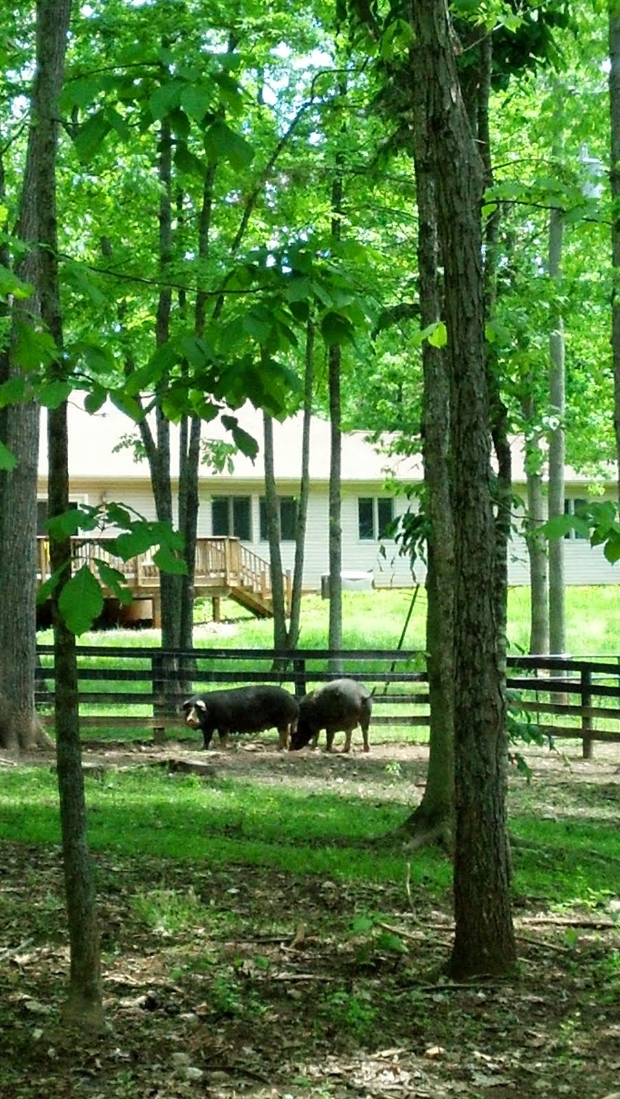 Sows on Pasture
