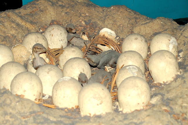 muzeum historii naturalnej londyn pieniadzjestkobieta