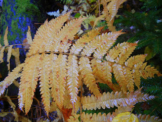 Colorful fall leaves on the Monroe Trail in Camel's Hump State Park