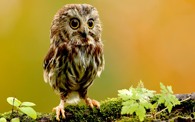 Owls Wallpapers ~ Wallpapers 2.36