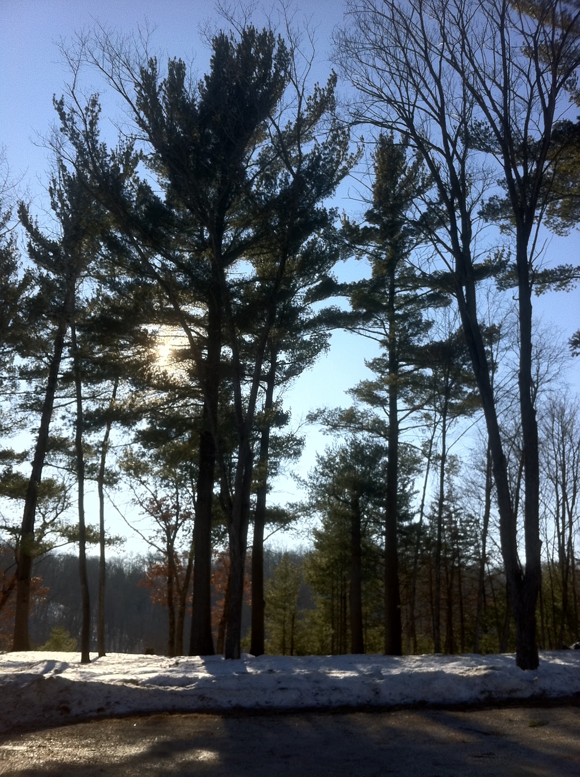 pine abc3s miscellany tree