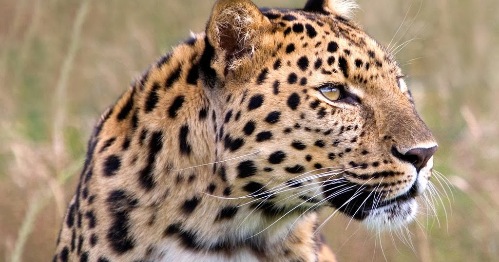 Mundo Animal: Diferença entre Leopardo e Guepardo