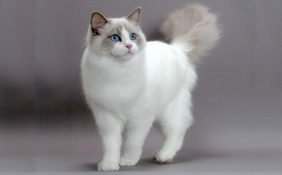 ragdoll a