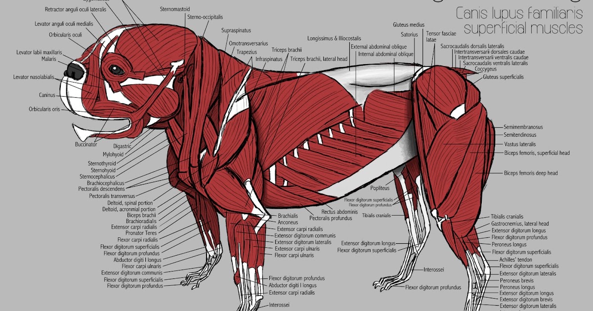 P.S. Frog Dogs IVDD Episode 2...day 8