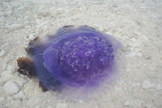 Jellyfish in Mangodlong Beach Resort, Camotes, Cebu