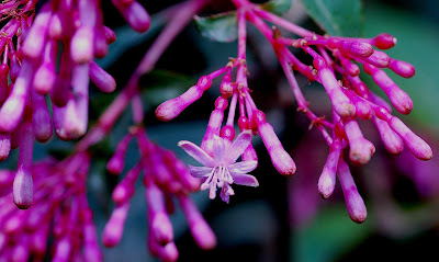 Flor de Fuchsia arborescens 