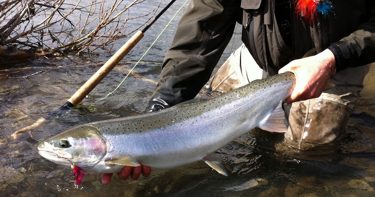 Oregon Fly Fishing Report by Larimer Outfitters Spring Steelhead on