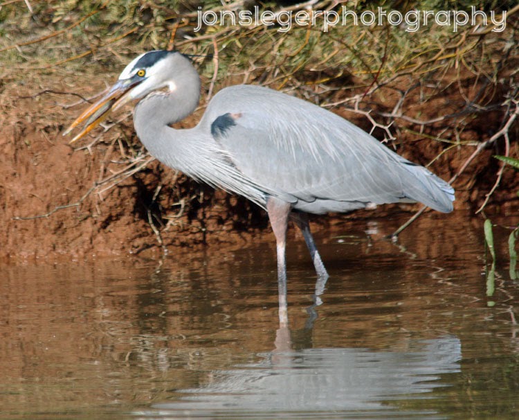 Northern Illinois Birder Great Blue Herons at the Riparian preserve