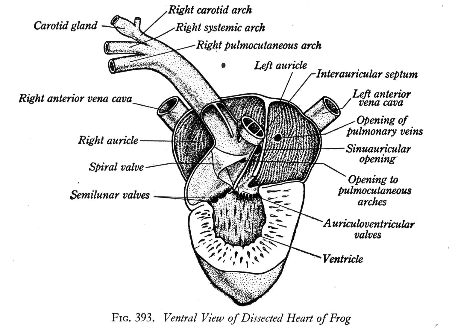 Standard Note: Structure and working of Frog's heart
