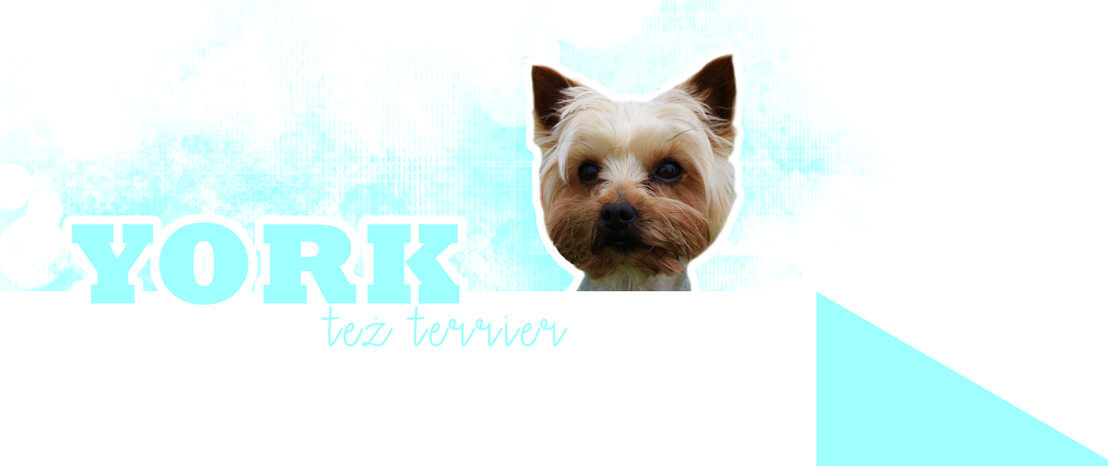 YORK też terrier