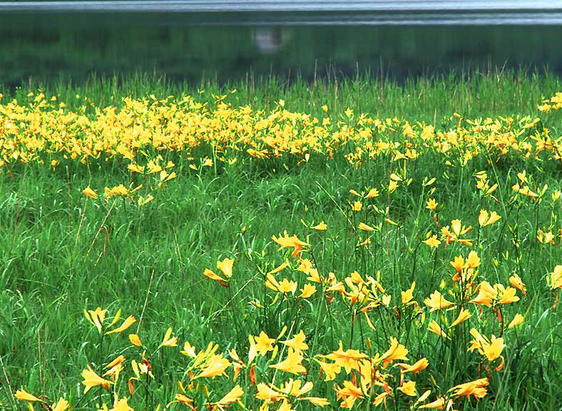 scrippix Garden of God Herb Co.Time (Thyme)